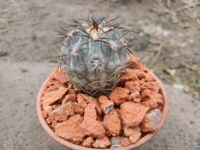 Acanthocalycium munitum DH 10