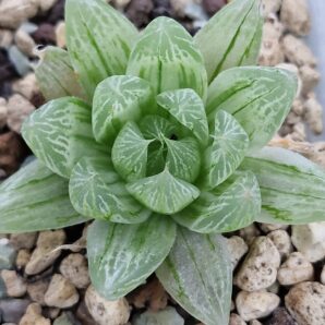Haworthia cooperi var.setulifera variegata