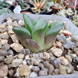Haworthia pygmaea Mutant Ice City