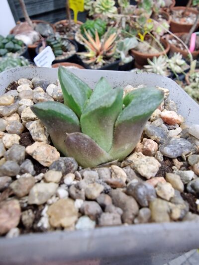Haworthia pygmaea Mutant Ice City