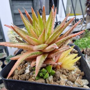 Haworthia reinwardtii reverse variegata
