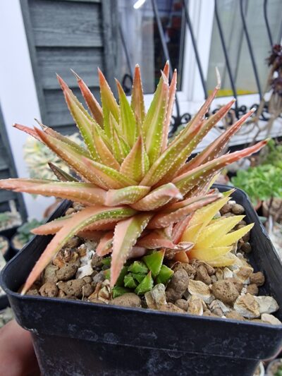 Haworthia reinwardtii reverse variegata