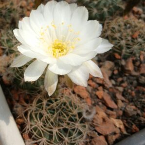 Lobivia hybrid