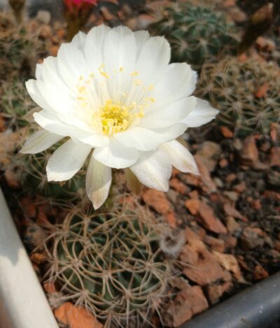 Lobivia hybrid