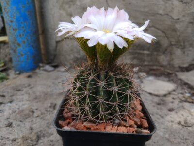Acanthocalycium spiniflorum f. violaceum VG 302 - Зображення 2