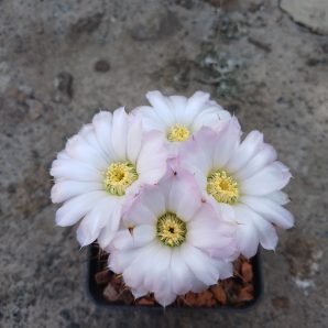Acanthocalycium spiniflorum f. violaceum VG 302