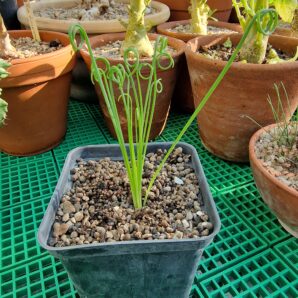 Albuca spiralis Frizzle Sizzle
