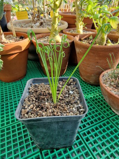 Albuca spiralis Frizzle Sizzle
