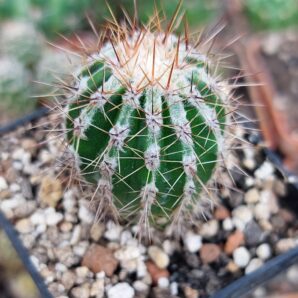 Echinopsis cv. Haku jo Maru