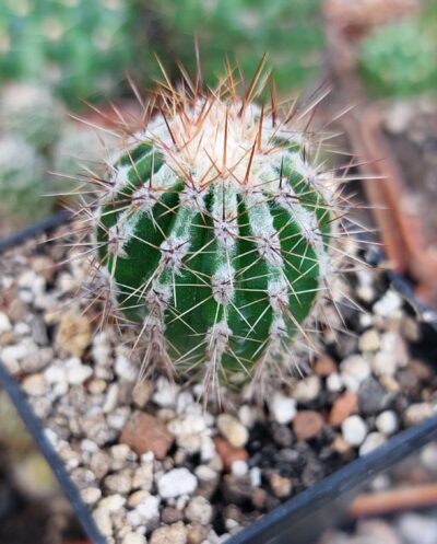 Echinopsis cv. Haku jo Maru