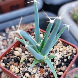 Leuchtenbergia principis