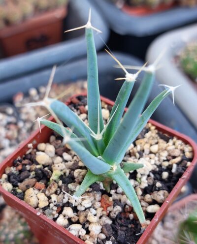 Leuchtenbergia principis