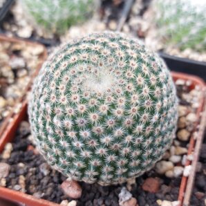 Mammillaria huitzilopochtli ssp.cuicatlanensis v.multispina TL327