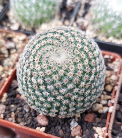Mammillaria huitzilopochtli ssp.cuicatlanensis v.multispina TL327