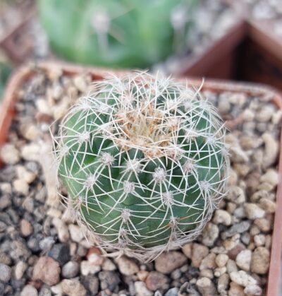 Gymnocalycium bruchii