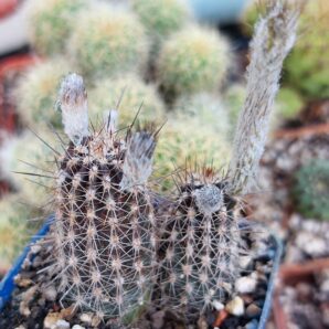 Setiechinopsis mirabilis