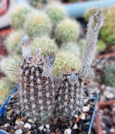 Setiechinopsis mirabilis