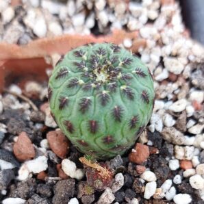 Sulcorebutia rauschii