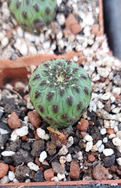 Sulcorebutia rauschii