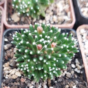 Mammillaria painteri | 58
