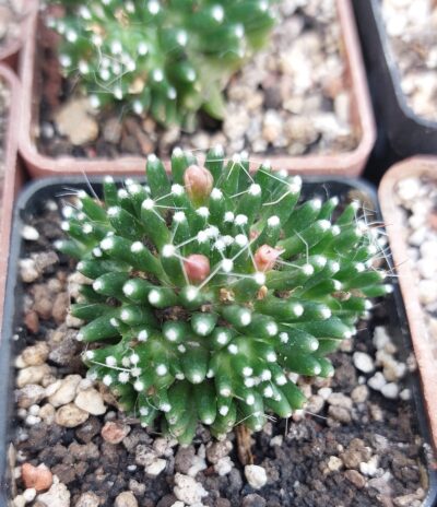 Mammillaria painteri