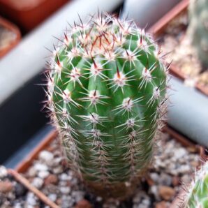 Lobivia aurea v.shaferi var.shortspines