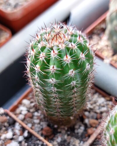 Lobivia aurea v.shaferi var.shortspines