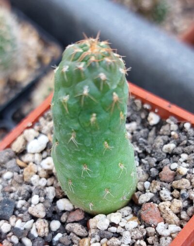 Puna subteranea