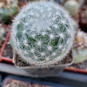 Mammillaria candida