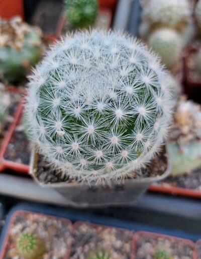 Mammillaria candida