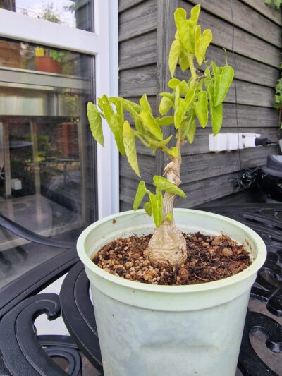 Kedrostis foetidissima