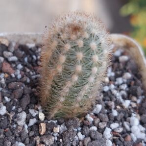 Pygmaeocereus rowleanus | 82