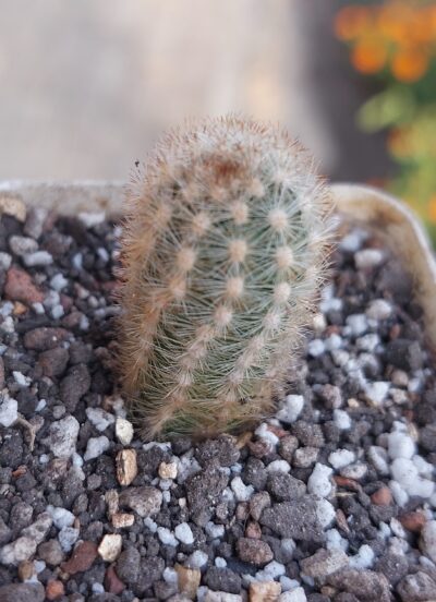 Pygmaeocereus rowleanus