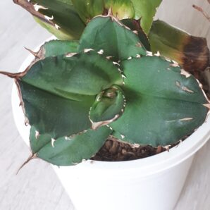 Agave titanota