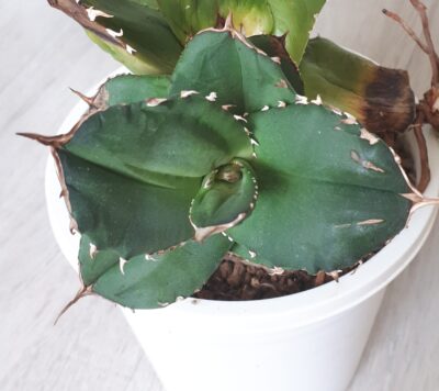 Agave titanota