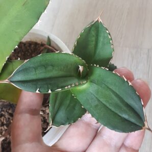 Agave titanota