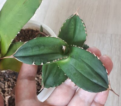 Agave titanota