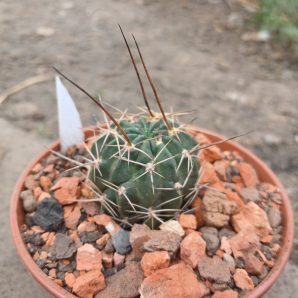 Lobivia pugionacantha v.culpinensis JK 408
