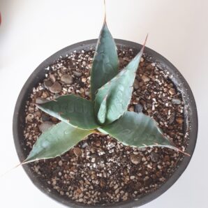 Agave parrasana