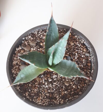 Agave parrasana