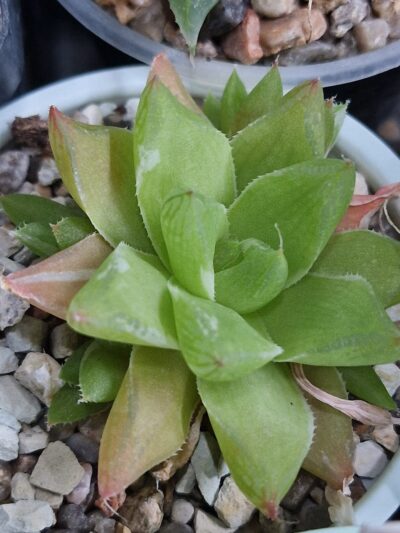 Haworthia 'Midori No Sono' f. variegata