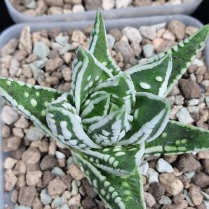Haworthia “Angel ‘s Tears” | 54