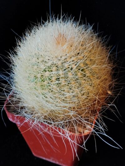 Matucana roseoalba L173