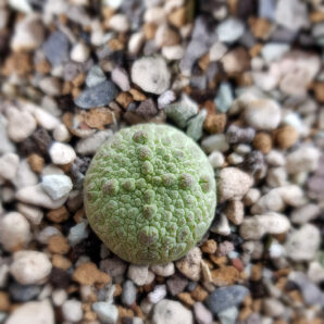 Pseudolithos Cubiformis