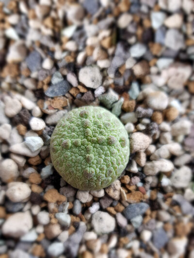 Pseudolithos Cubiformis