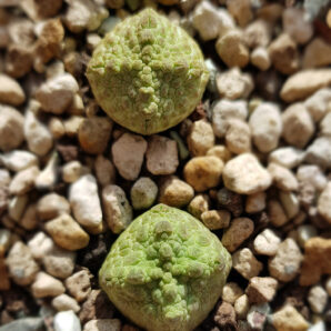 Pseudolithos Cubiformis 2 шт Бесплатная доставка по Украине