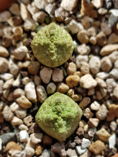 Pseudolithos Cubiformis 2 шт Бесплатная доставка по Украине