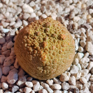 Pseudolithos Cubiformis