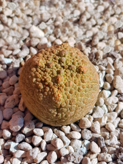 Pseudolithos Cubiformis