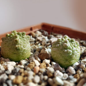 Pseudolithos Cubiformis 2 шт